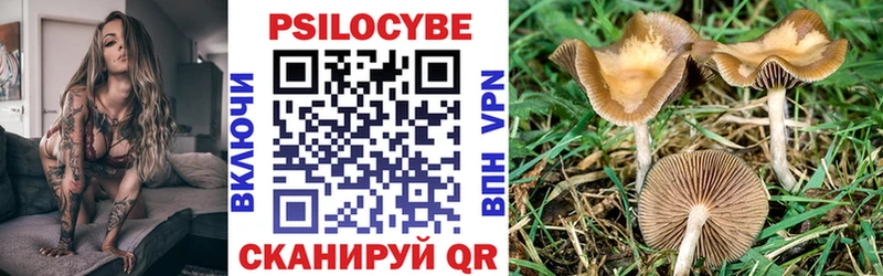 сколько стоит  кракен зеркало  Псилоцибиновые грибы Psilocybine cubensis  Кинель 